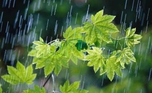 هواشناسی ایران ۱۴۰۳/۱۲/۷/؛ادامه بارشها در ۸ استان شمالی 1 هواشناسی